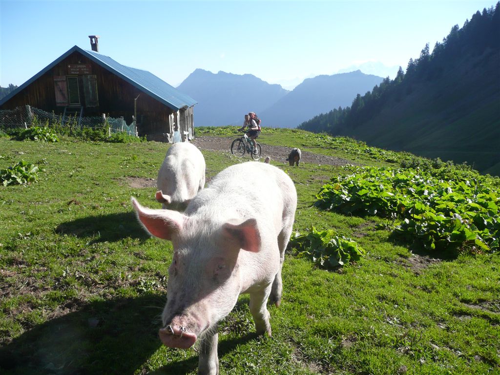 #5 Jambon : sociable Jambon : sociable