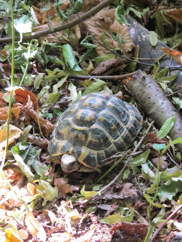 Tortue : Abandon ou réchauffement climatique ? Dans le premier cas, honte au propriétaire, il vaut mieux pour lui que je ne le rencontre pas...