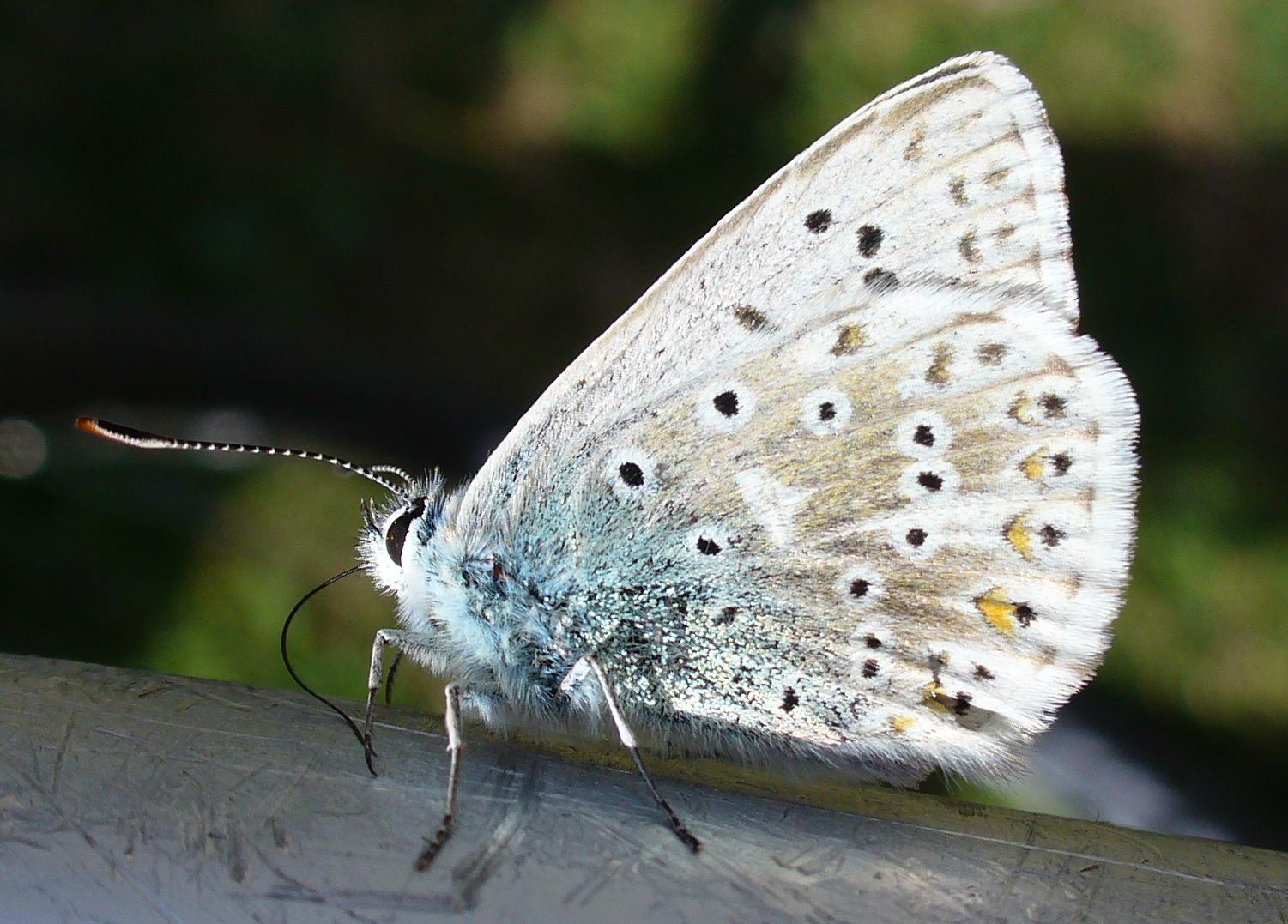 Papillon : Passager clandestin