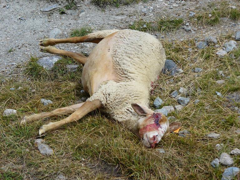 #15 Victime : Gare au Loup ou aux chiens errants ??? Victime : Gare au Loup ou aux chiens errants ???