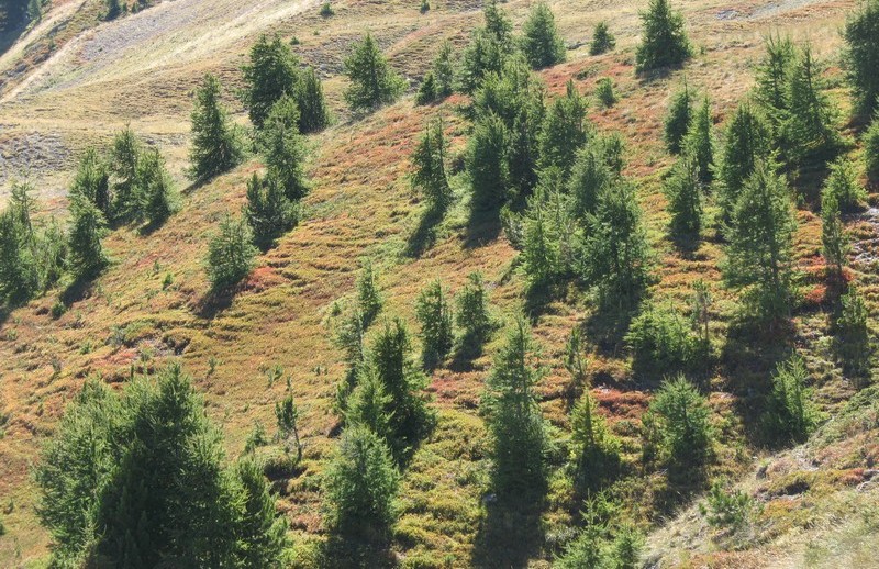 #5 couleur d couleur d'automne : des myrtilles