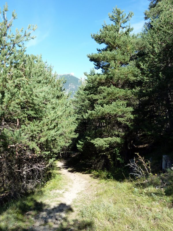 #13 Bürchen : Descente dans les pins en dessous de Bürchen Bürchen : Descente dans les pins en dessous de Bürchen