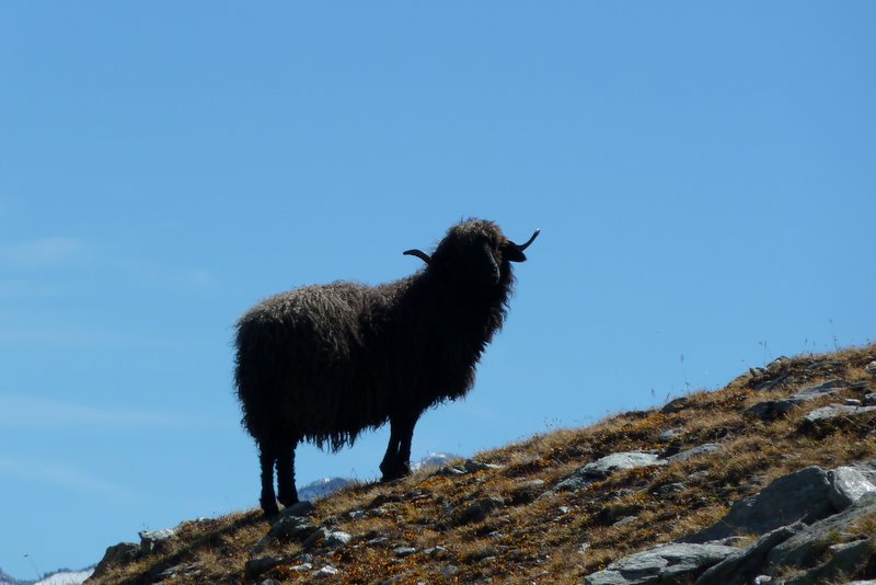 #9 Augstbornhorn : Mouton noir Augstbornhorn : Mouton noir