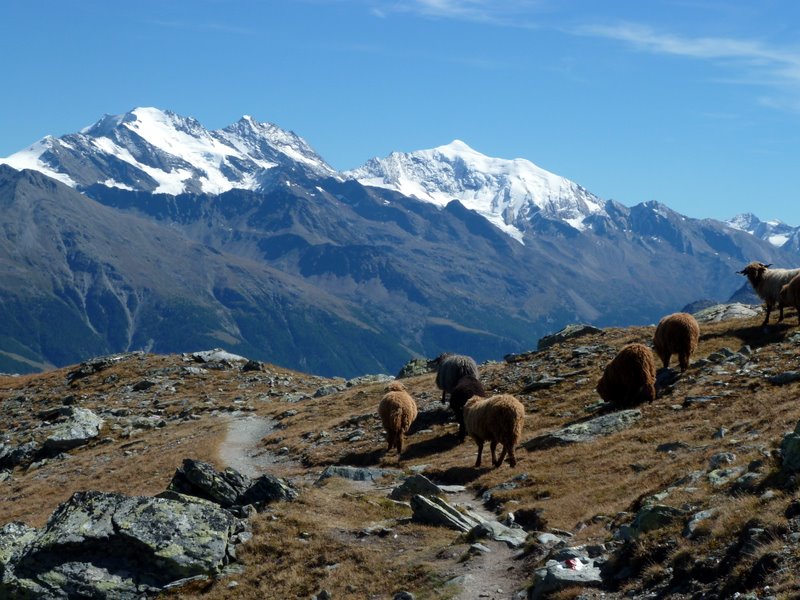 #8 Augstbordhorn : Puis face au Fletschhorn et Weissmies Augstbordhorn : Puis face au Fletschhorn et Weissmies