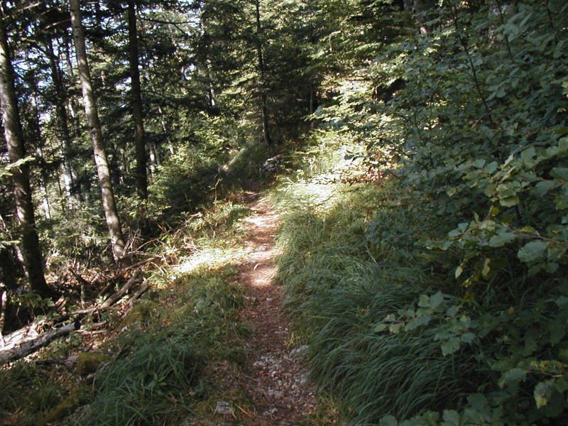 #6 le sentier : le sentier au dessus du chalet du troussier le sentier : le sentier au dessus du chalet du troussier