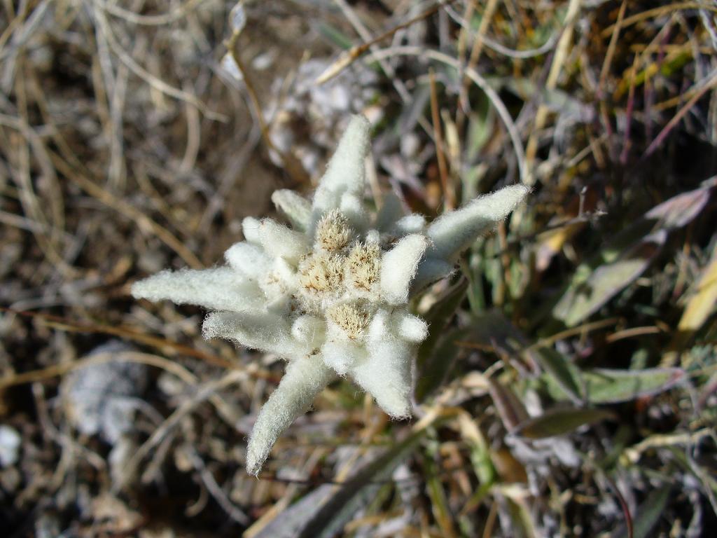 Edelweiss : Le Freeride permet de jolie rencontre