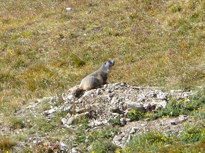 Marmotte : Gardienne du Canal