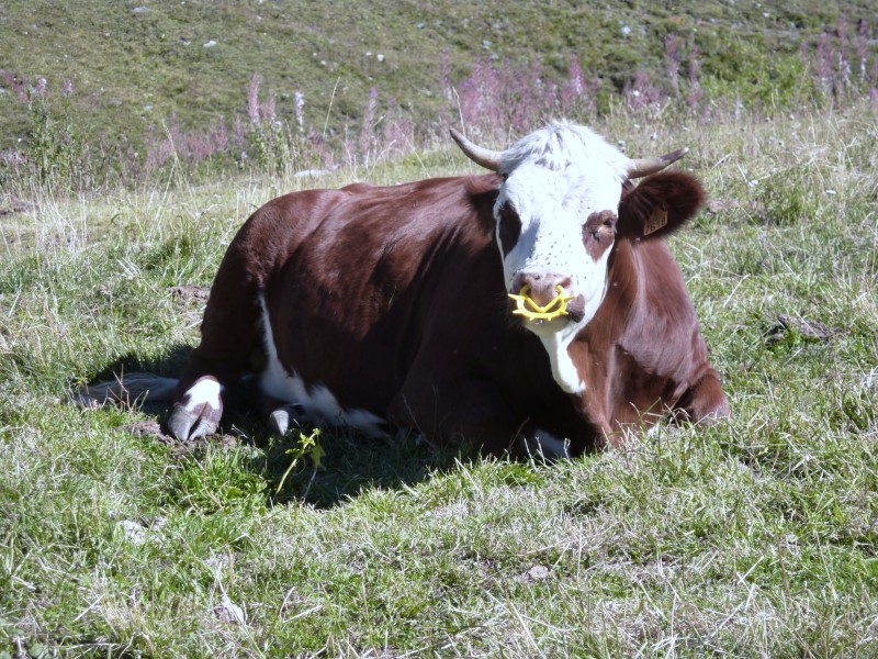 piercing : la vache qui ne rit pas!
