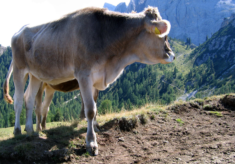 Indicator animali : Tellement sympa qu'elle nous pointe du nez l'itinéraire du Flodige Sattel (2163m)