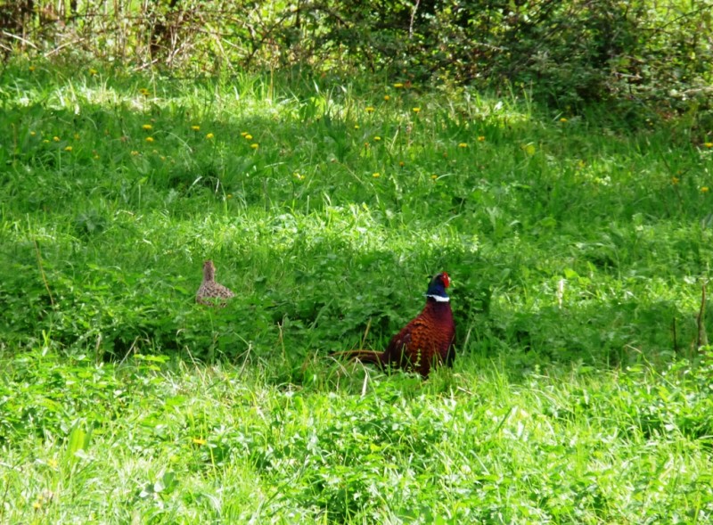 #1 Faisans : juste au bord de la route, la chasse va être facile. Faisans : juste au bord de la route, la chasse va être facile.