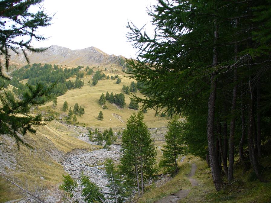 Descente : Final sous les mélèzes