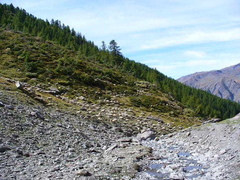 Montée : Moutons sans patous, Ouf...