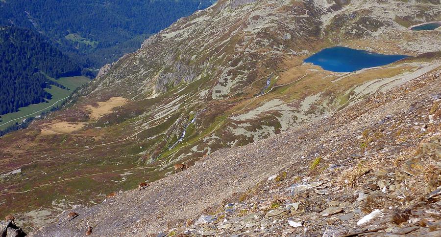 Lac du jovets : Jeunes bouquetins