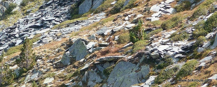 #7 Portella de Lanos : et un mouflon Portella de Lanos : et un mouflon