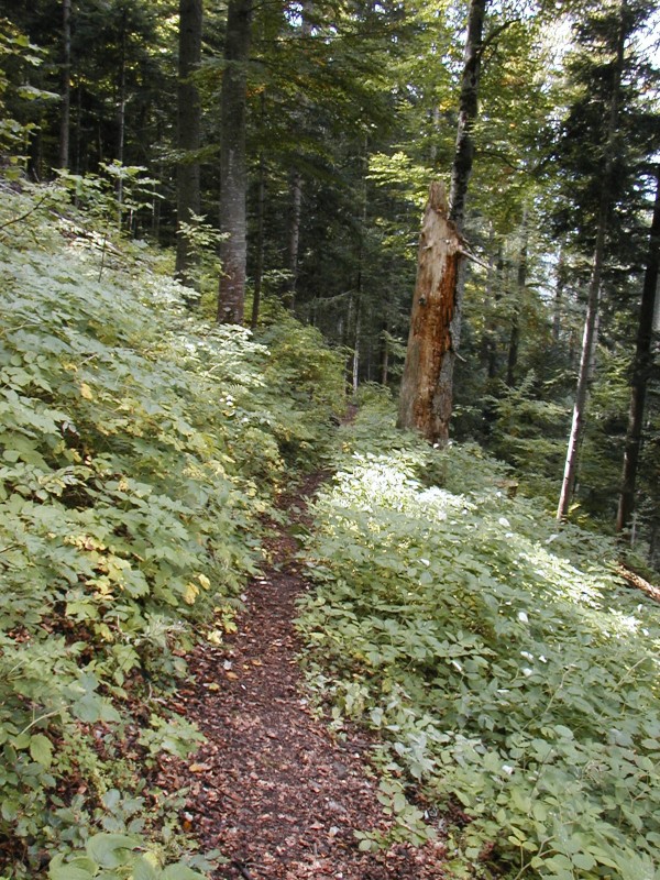 #7 sentier du replat : ca pique un peu mais ca passe facile sentier du replat : ca pique un peu mais ca passe facile