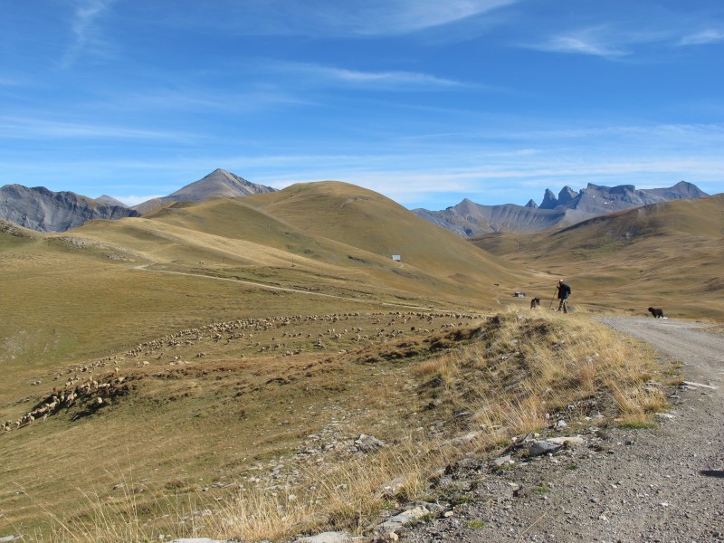 #1 Arrivée sur le plateau : Un troupeau de moutons nous attend, face aux Aiguilles d Arrivée sur le plateau : Un troupeau de moutons nous attend, face aux Aiguilles d'Arves...