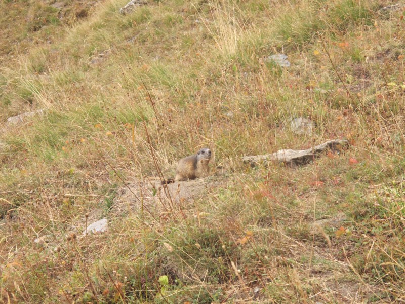 #3 marmote : encore de sortie marmote : encore de sortie
