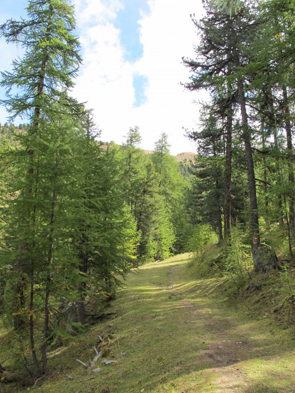 #1 Montée sous les mélèzes : Plus haut en altitude, ils commencent à roussir. Dans quelques semaines ce sera magnifique... Montée sous les mélèzes : Plus haut en altitude, ils commencent à roussir. Dans quelques semaines ce sera magnifique...