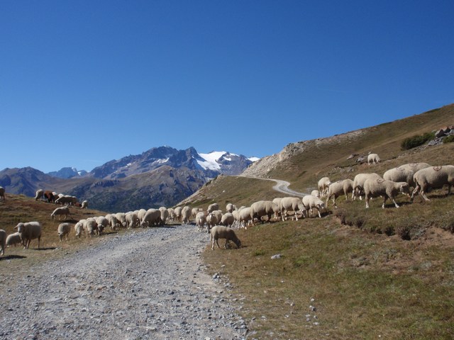 #3 les moutons profitent : dans quelques jours retour en plaine les moutons profitent : dans quelques jours retour en plaine