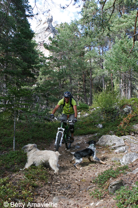 Chaud devant ! : envahis par les chiens ici !