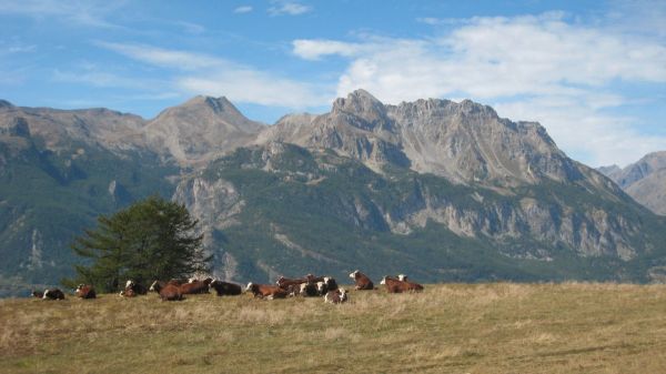 Faune locale : Elles ont la belle vie ici !