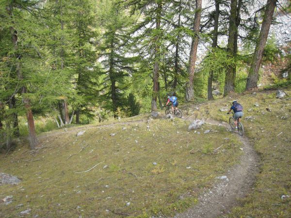 Sous bois de mélèzes : Que du plaisir dans les sous-bois. Alternance de portions roulantes et techniques