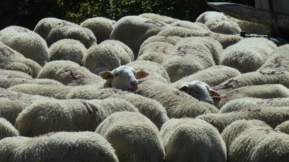 Moutons : 2 tetes qui dépassent........