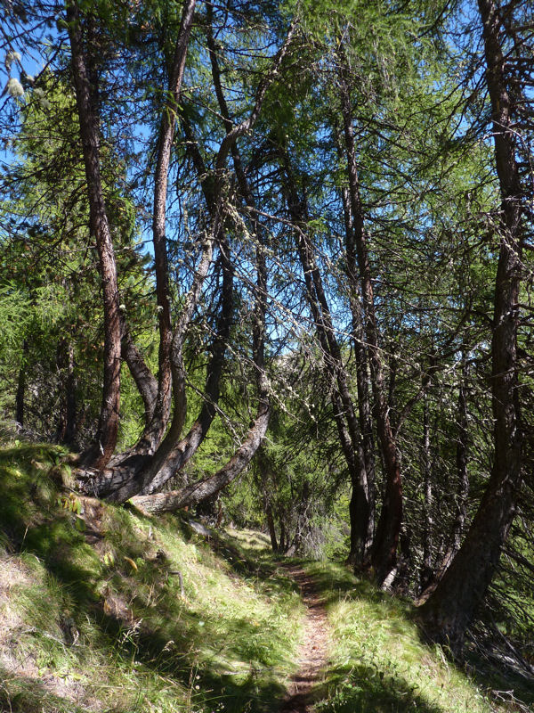 Sentier Horizontal : beau passage dans les mélèzes