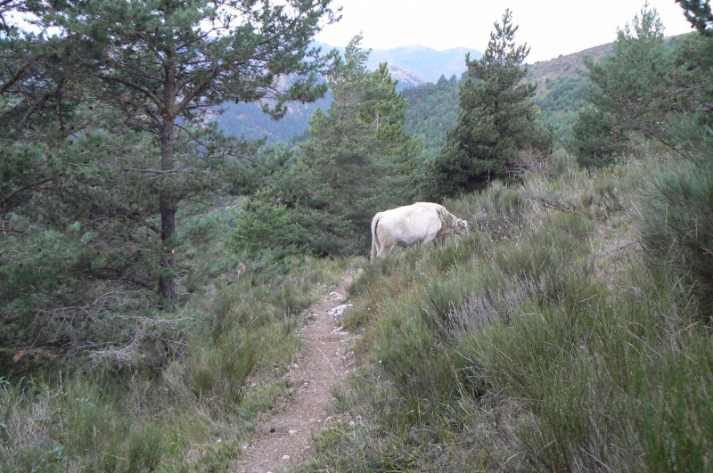 #5 Imprévu : Sentier inroulable, ya des animaux partout !! Imprévu : Sentier inroulable, ya des animaux partout !!