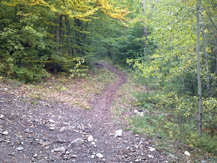 #2 du single en sous bois : à proximité du Serre des Renards du single en sous bois : à proximité du Serre des Renards