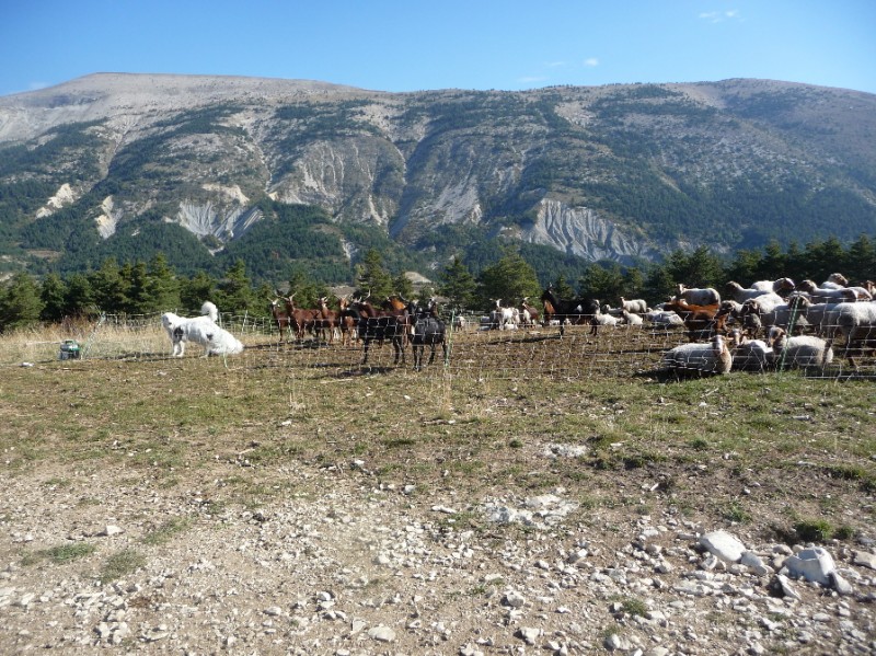 #18 les Chemins du Soleil : Dans la montée à Maurel, les patous sont mieux à l les Chemins du Soleil : Dans la montée à Maurel, les patous sont mieux à l'intérieur parce que ceux à l'extérieur...