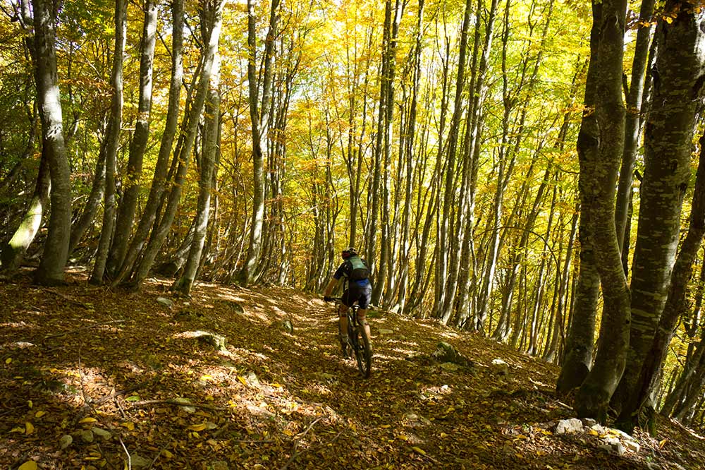 Bois de Fournieux : une autre