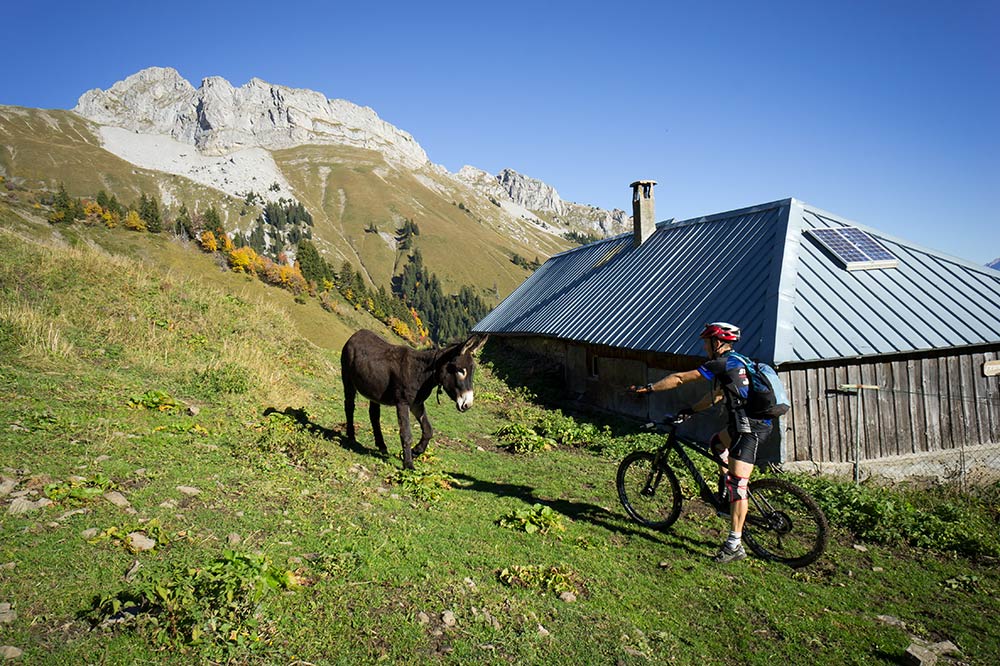 #3 Chalet de Drison : Non, il ne mord pas Chalet de Drison : Non, il ne mord pas