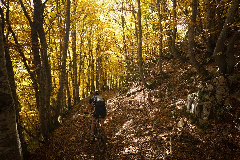 #16 Bois de Fournieux : incroyable Bois de Fournieux : incroyable