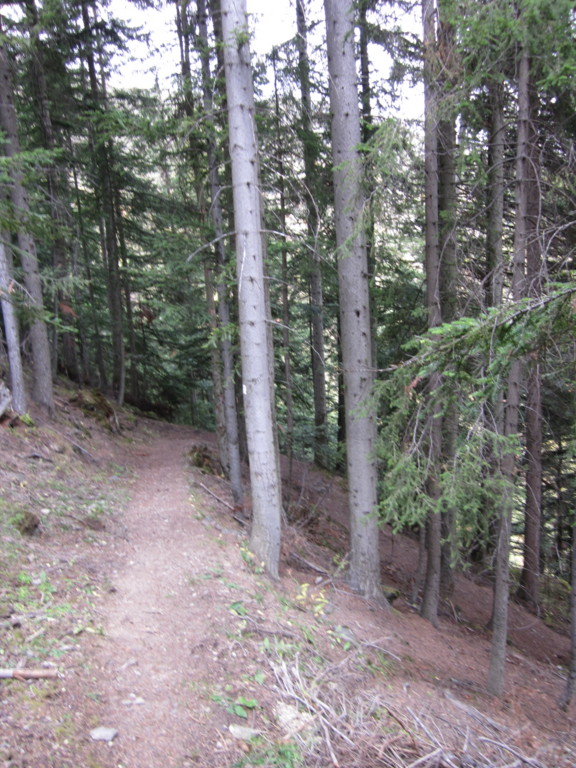 #12 Gros Mélèze : sous le Gros Mélèze, sentier ludique! Gros Mélèze : sous le Gros Mélèze, sentier ludique!