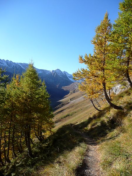 #2 Mélèzes : Début de l Mélèzes : Début de l'automne