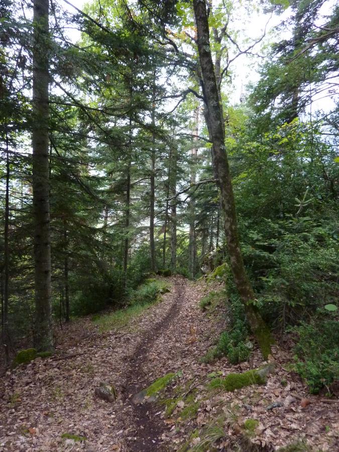 #4 Ratapénau : Ce court sentier est un régal Ratapénau : Ce court sentier est un régal