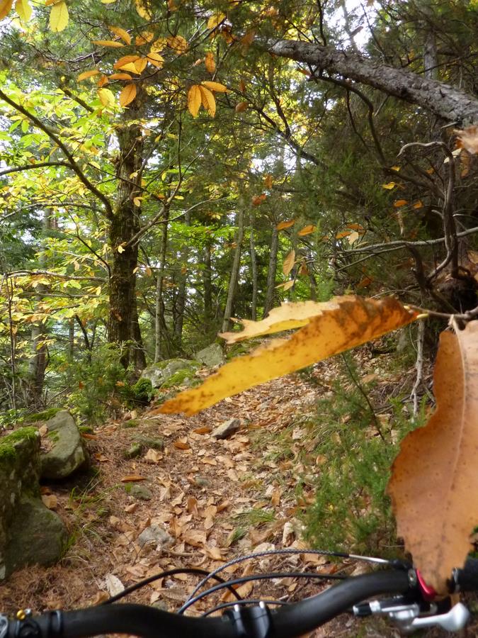 #9 Chatainier : Les couleurs commencent à flamboyer Chatainier : Les couleurs commencent à flamboyer