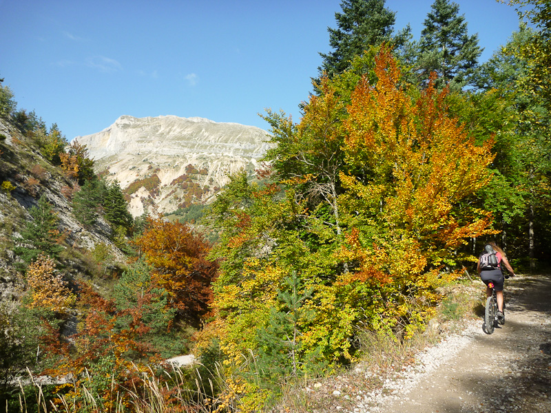 #13 Forêt d Forêt d'Aune : Les arbres flamboient