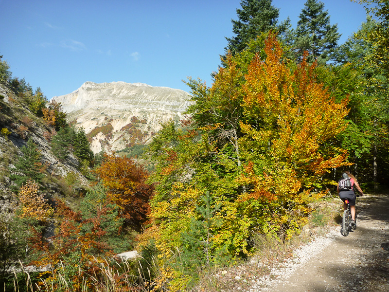 Forêt d'Aune : Les arbres flamboient