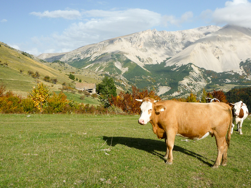 La vache ! : Qu'est-ce quelle a ma gueule ?