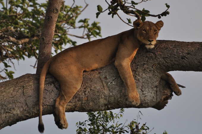 La faune locale : c'est la mère Michèle qui a perdu son chat...............