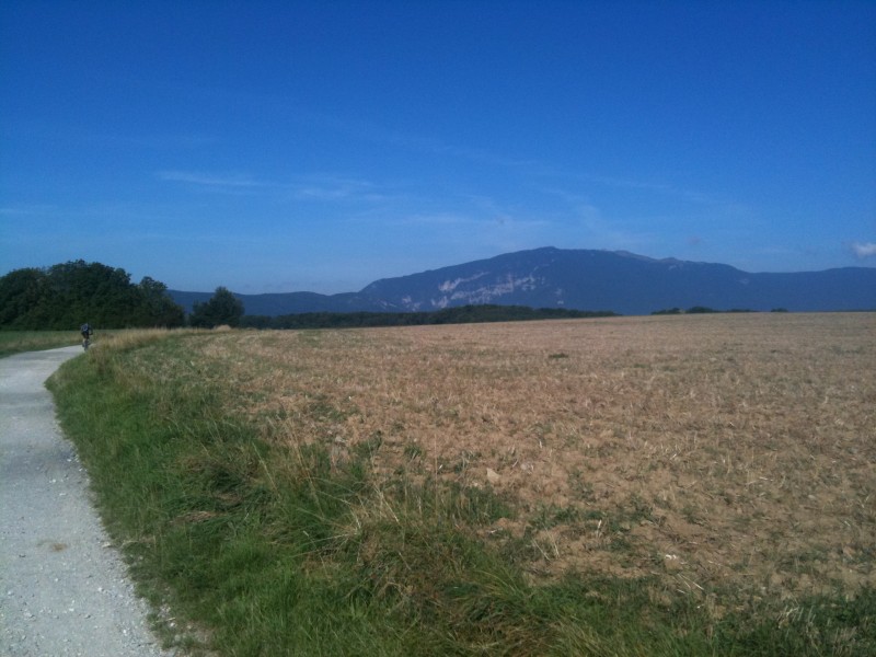 Champs de blé : le long des champs de blé face au Jura