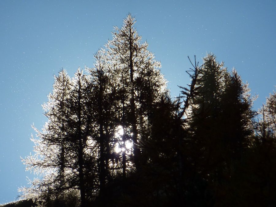 #4 Youlaz : Mélèzes et aiguilles vire-voltantes Youlaz : Mélèzes et aiguilles vire-voltantes