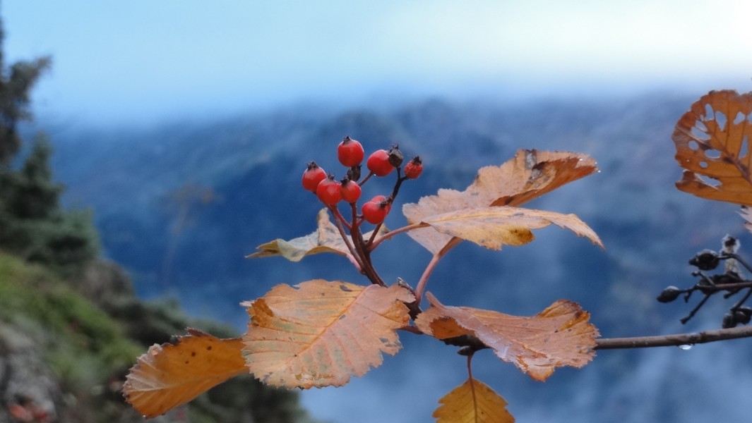 Alisier : belles baies en tout cas