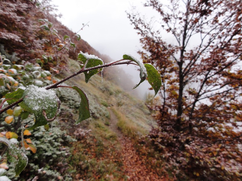 Sentier de montée : premières neiges, il commence à (re)faire frais.