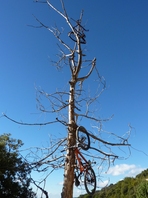 #2 L L'arbre à vélos : Ici, les vélos poussent sur les arbres morts !!!