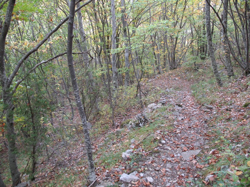 #6 épingles en sous bois : versant nord du Pic de Crigne épingles en sous bois : versant nord du Pic de Crigne