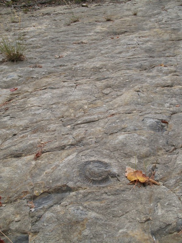 #7 dalle à l dalle à l'ammonite : sentier dangereux : escargot au bord du chemin :)