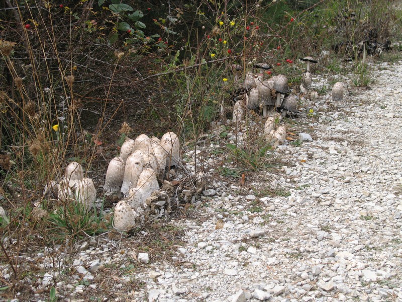 #4 coprins : mes champignons préférés, gros inconvénient ils sont très fragiles, pas questions de les bourrer dans un plastique au fond du sac :( dommage coprins : mes champignons préférés, gros inconvénient ils sont très fragiles, pas questions de les bourrer dans un plastique au fond du sac :( dommage
